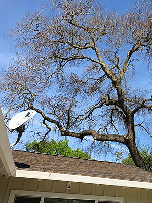 Sacramento Residential Tree Service