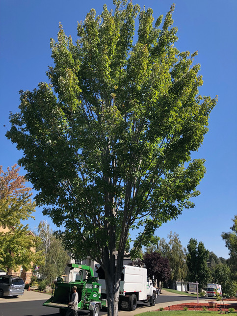 Tree Reduction in Sacramento, CA