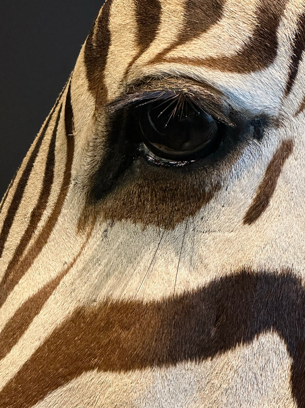 Thumbnail: Taxidermie Zebra shoulder mount