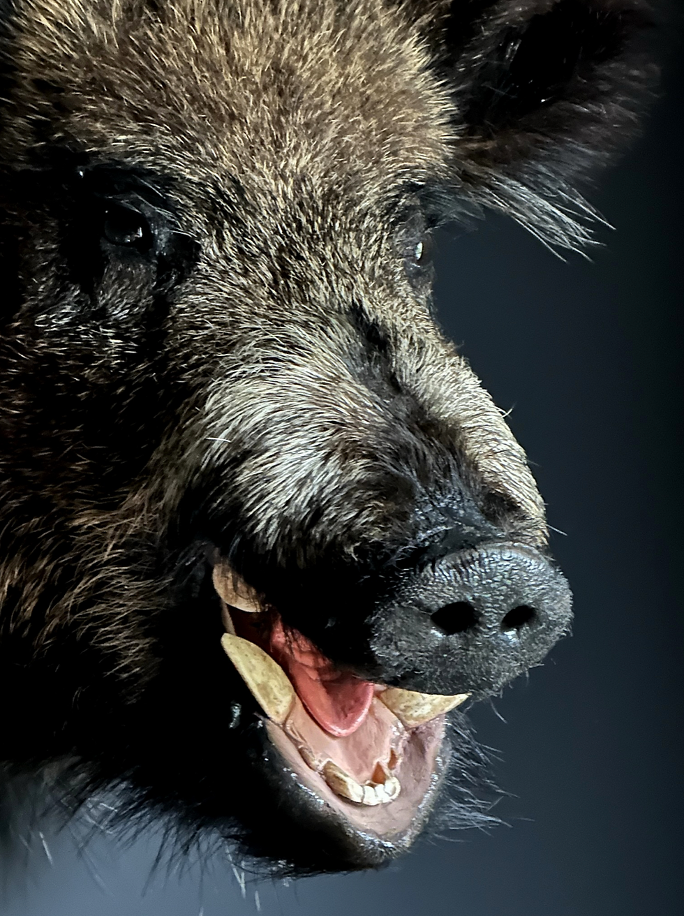 Thumbnail: Taxidermie everzwijn  shouldermount