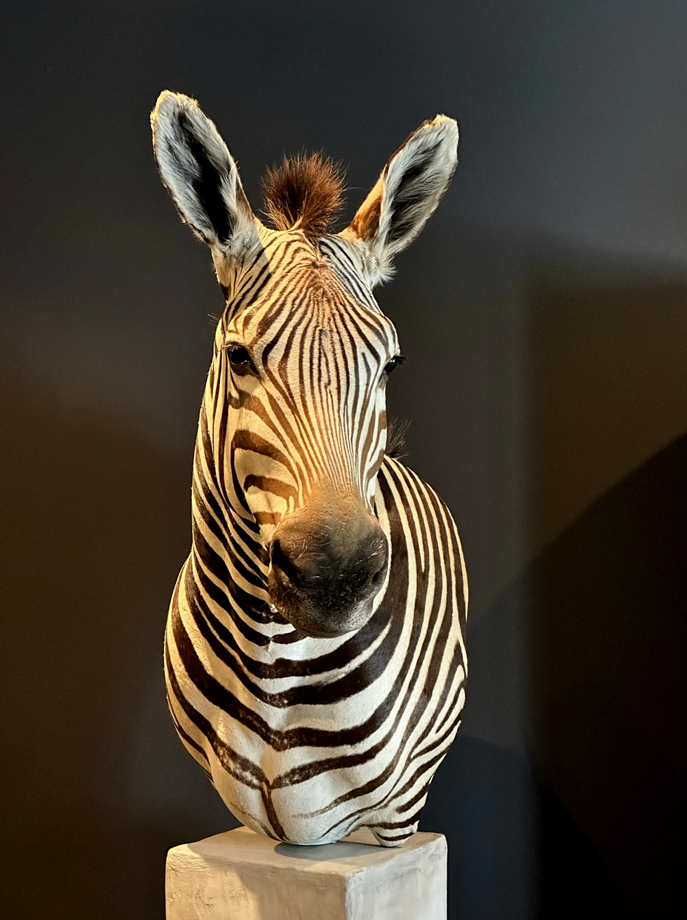 Thumbnail: Taxidermie Zebra shoulder mount