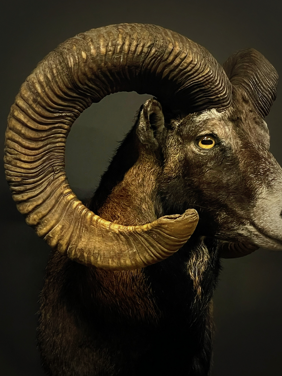 Thumbnail: Taxidermie Mouflon shouldermount