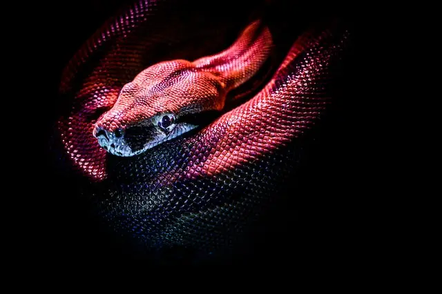 serpiente color magenta sobre fondo negro