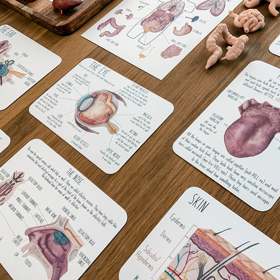 Thumbnail: The Human Body Collection