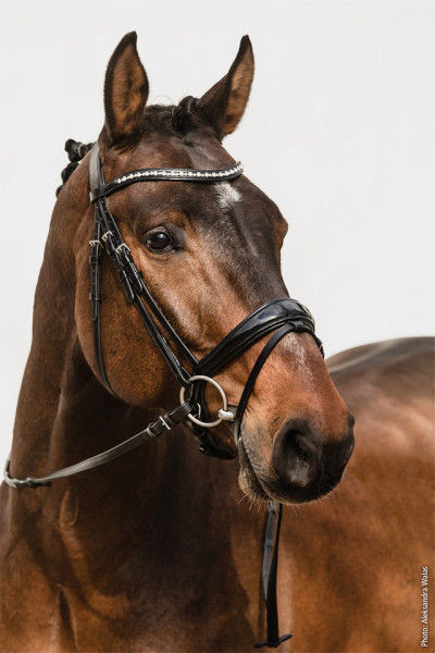 Thumbnail: Schockemohle Brantford Bridle
