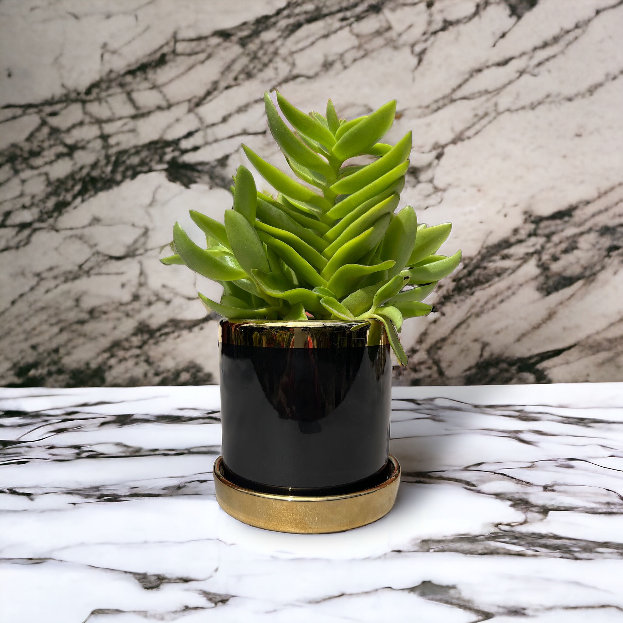 Luz y Sombre - Crassula capitella o “Red Pagoda”