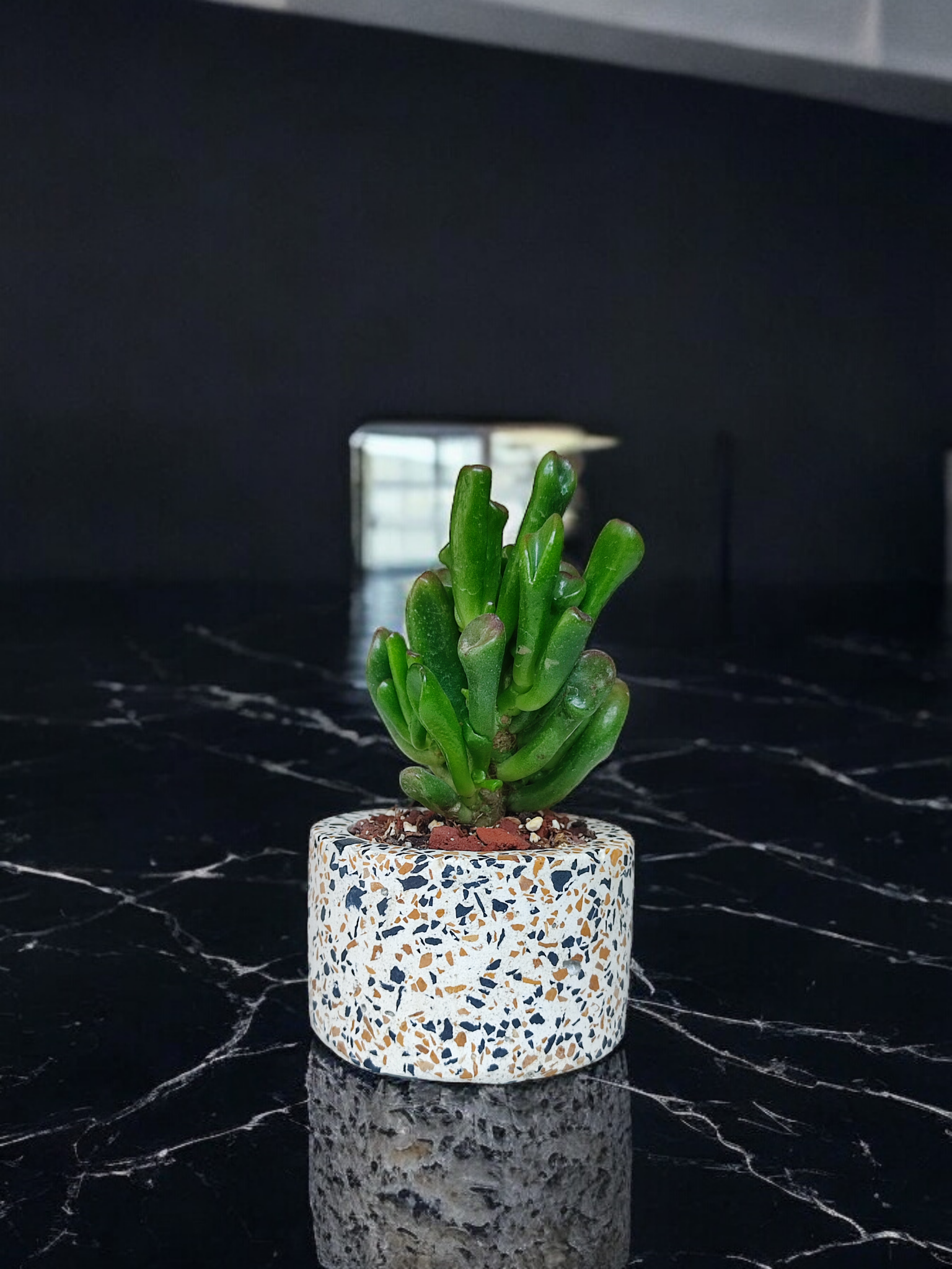 Gracia Resistente - Crassula ovata Gollum o “Orejas de Shrek”