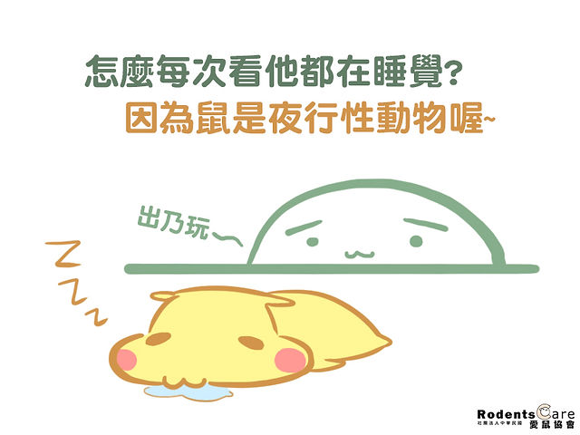 為什麼倉鼠要一直睡覺