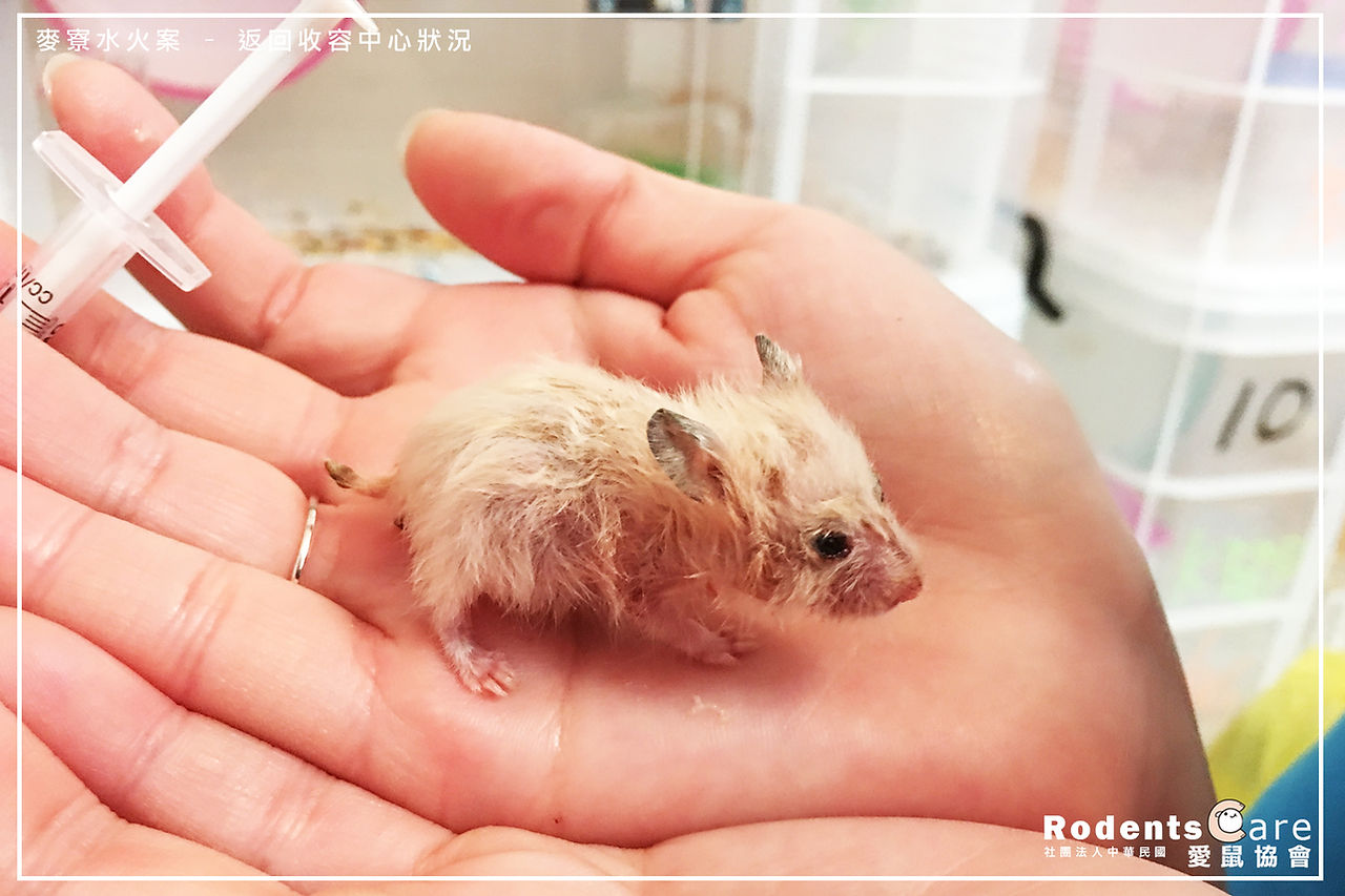 麥寮水火案