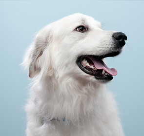 Dog's Portrait_edited_edited.jpg