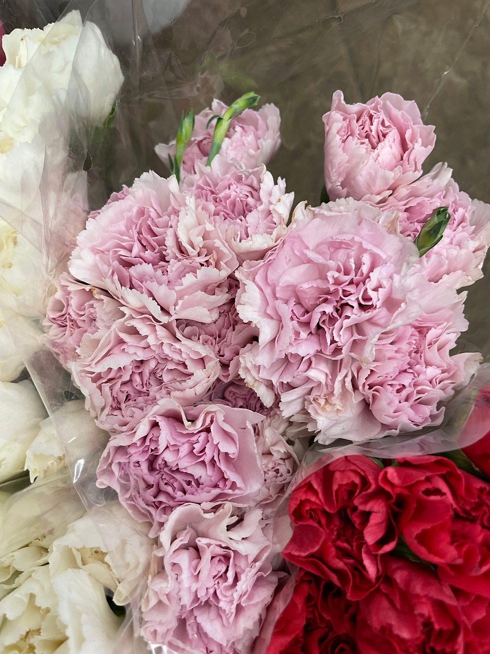 Light purple carnations 
