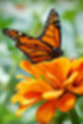 close-up-butterfly-pollinating-orange-flower.jpg