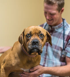 Dr. Ross and a dog