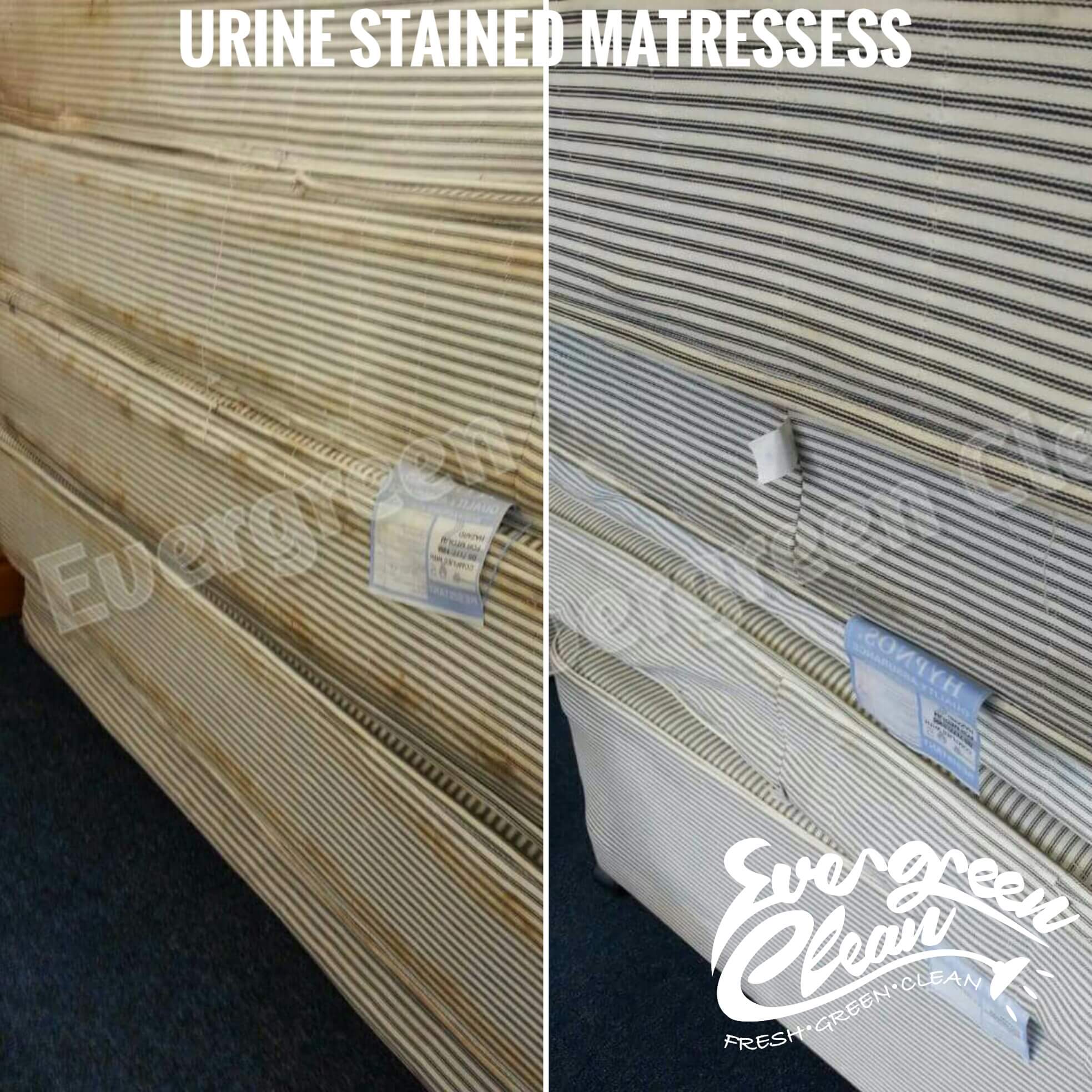 Gallery Evergreen Clean