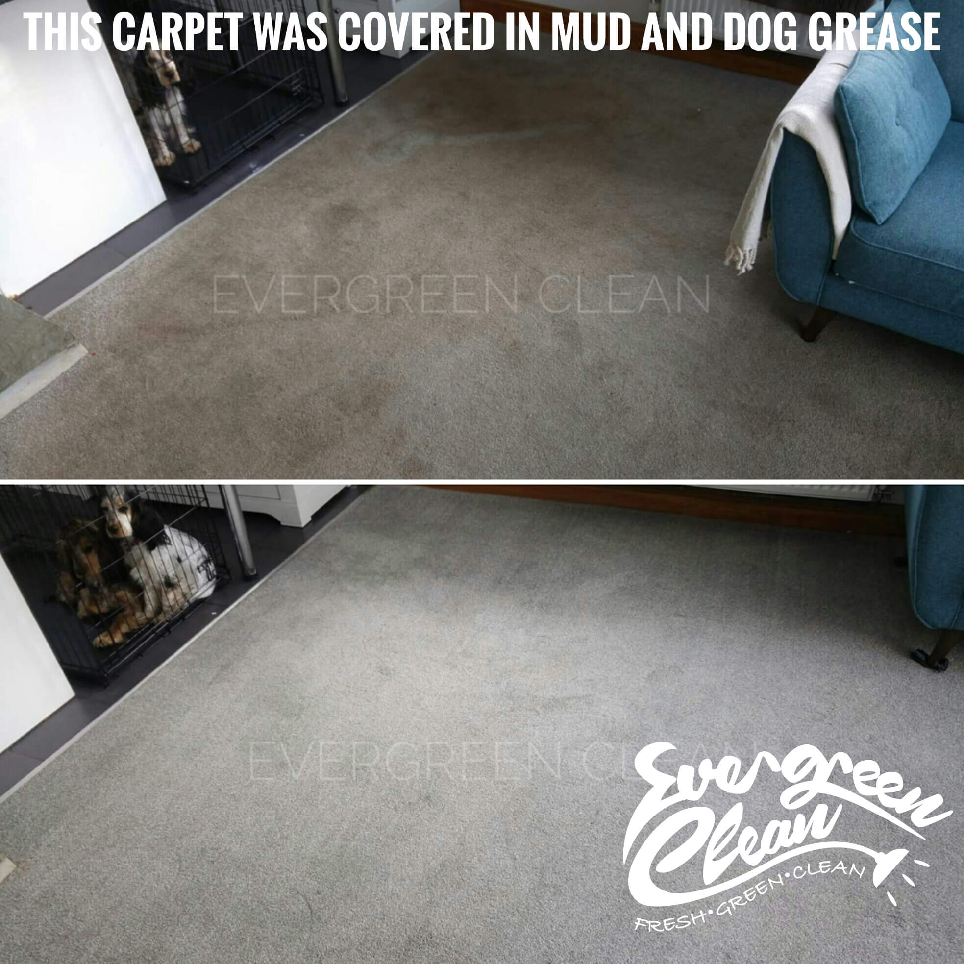 Gallery Evergreen Clean