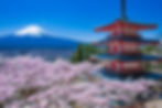 富士山さくら 35BCE3D919E445F8A472326DABF04FF2_LL.jpg