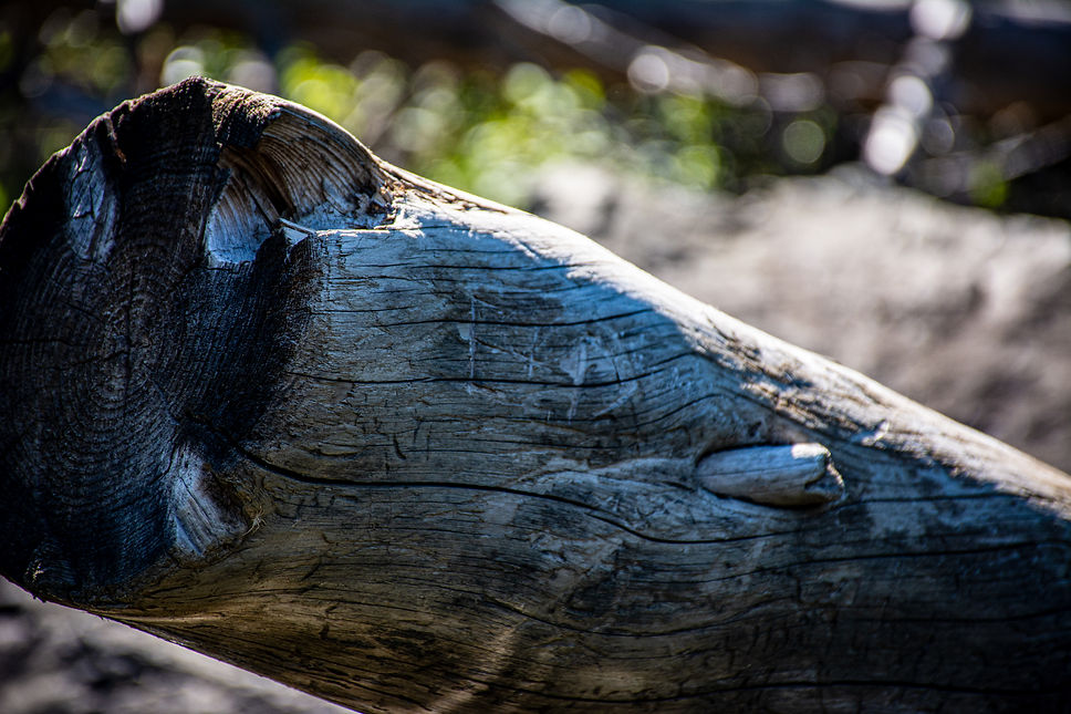 _DSC4075.jpg