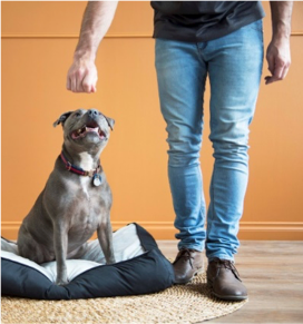 Psychologists confirm "Puppy Power" can promote workplace productivity!
