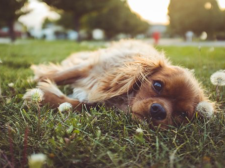 Why is sickness & disease increasing at an alarming rate?