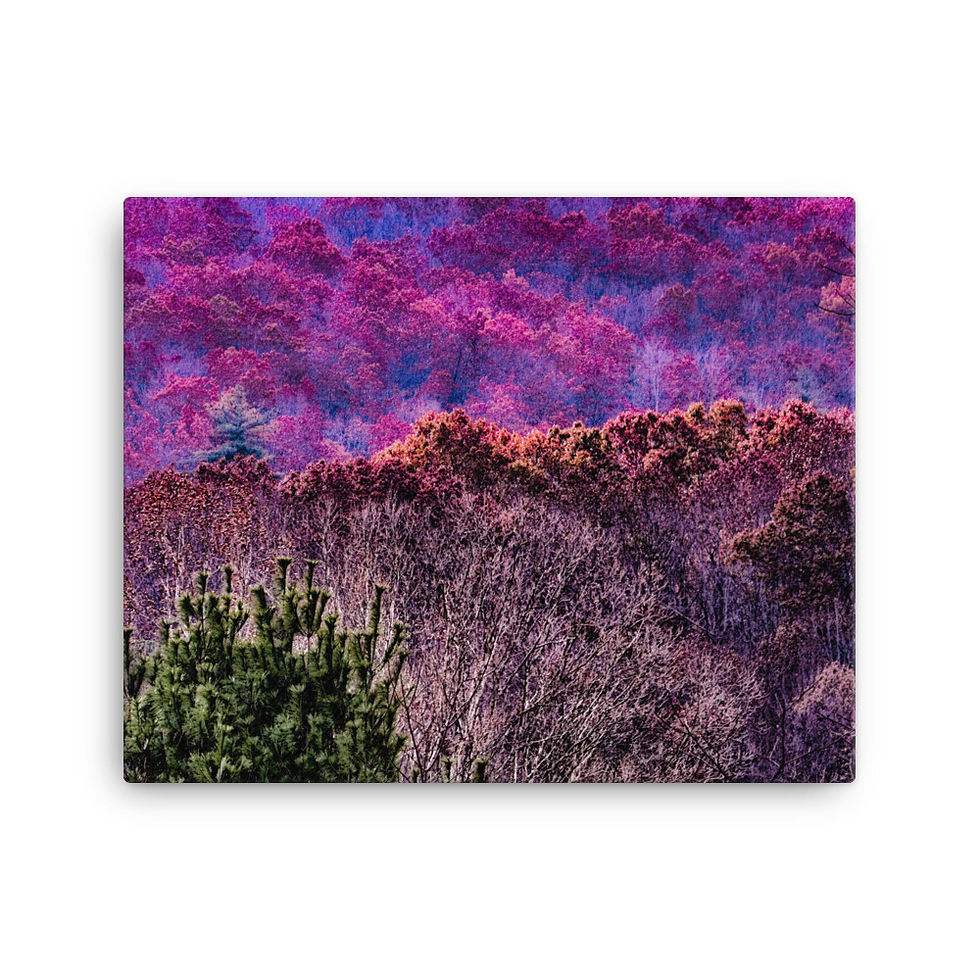 CDSlams360 Parrott Collection Color Utopia On Canvas #0002