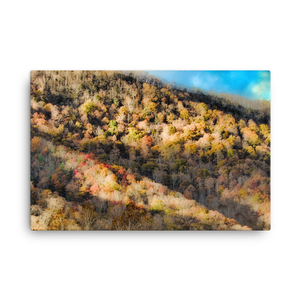 CDSlams360 Parrott Collection Deep In The Woods On Canvas #5888