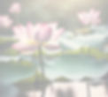lotus flowers in pond soft colours and lighting_edited_edited.jpg
