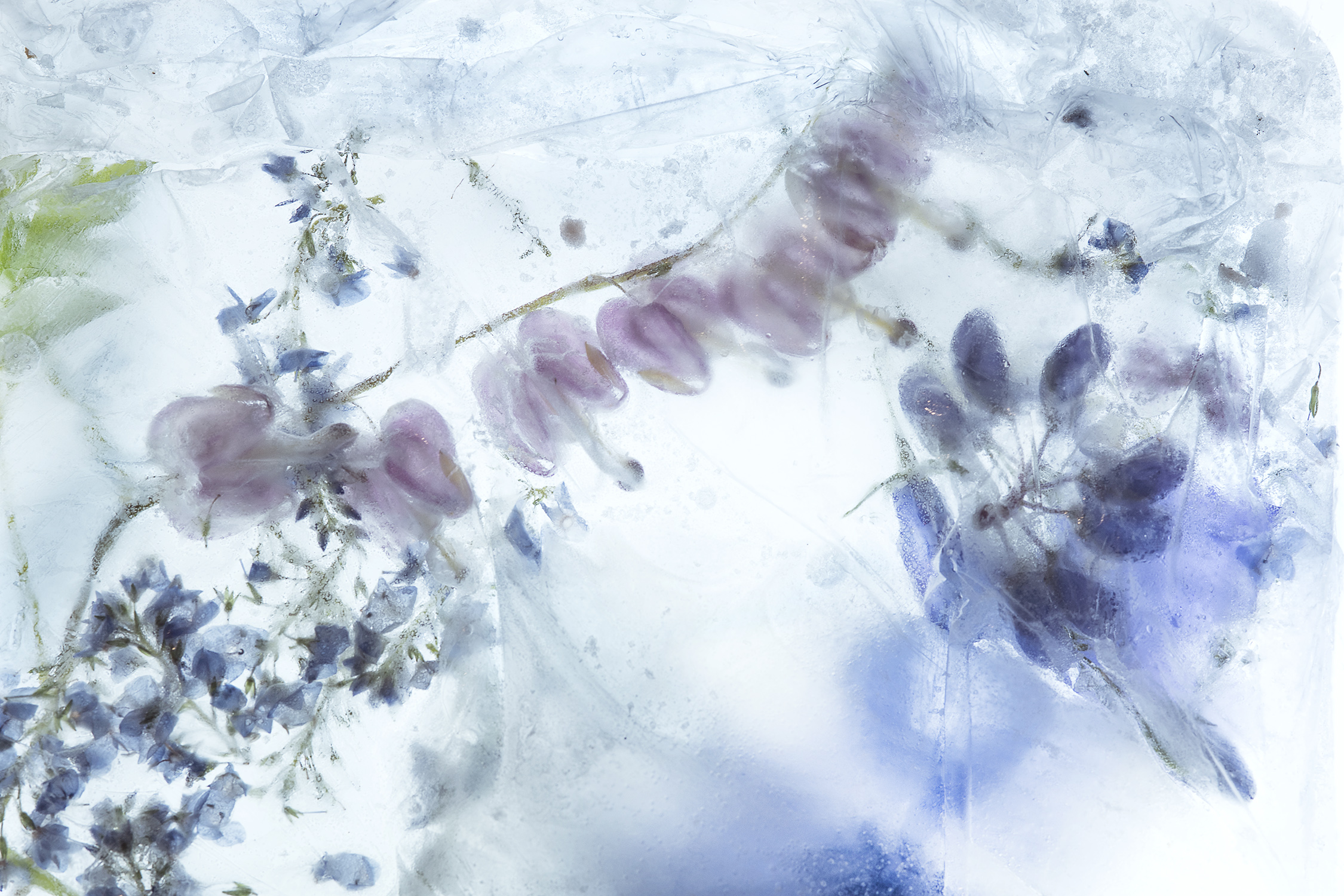 Frozen IG
