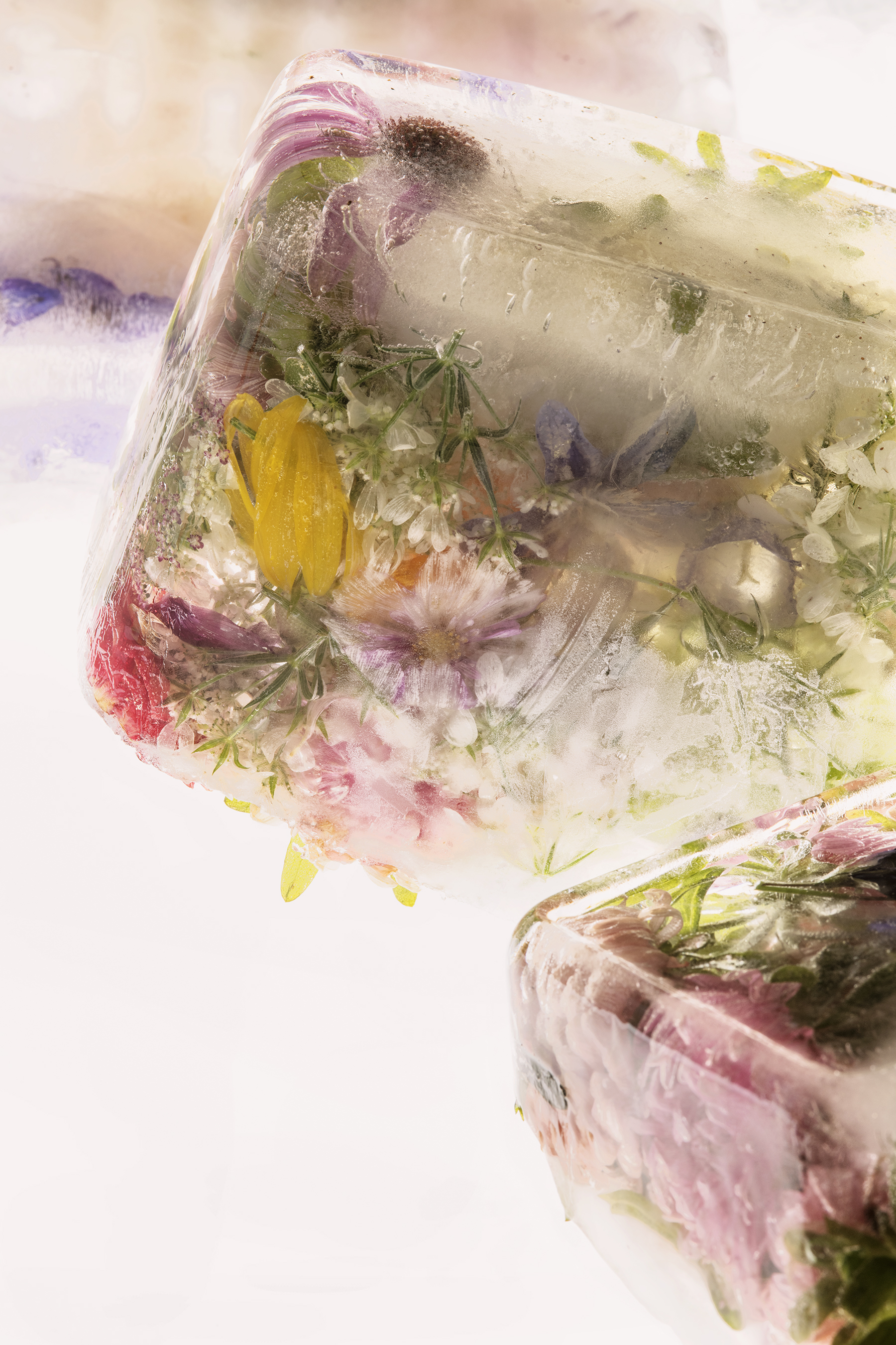 Freezer Garden #3