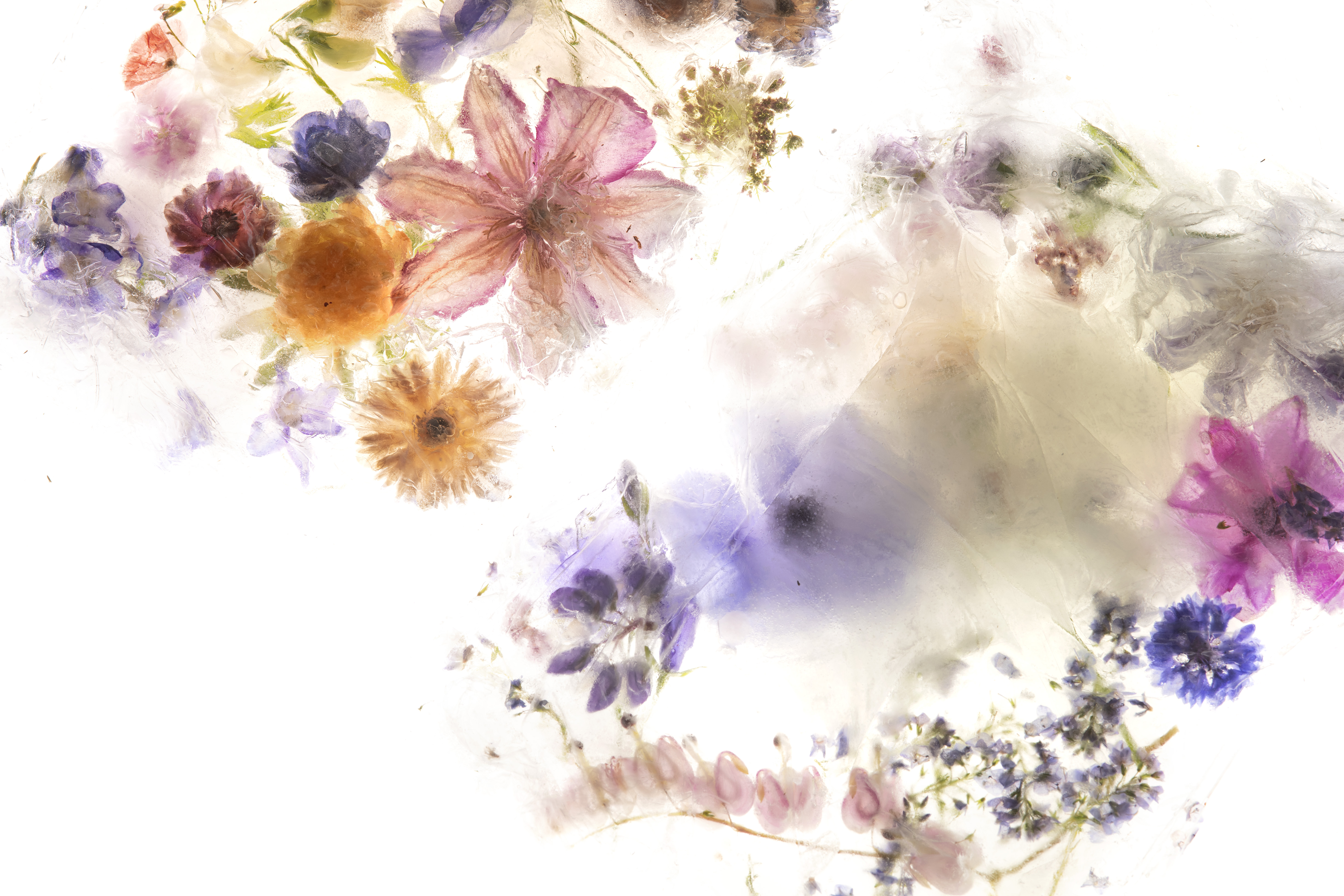 Freezer Garden #2