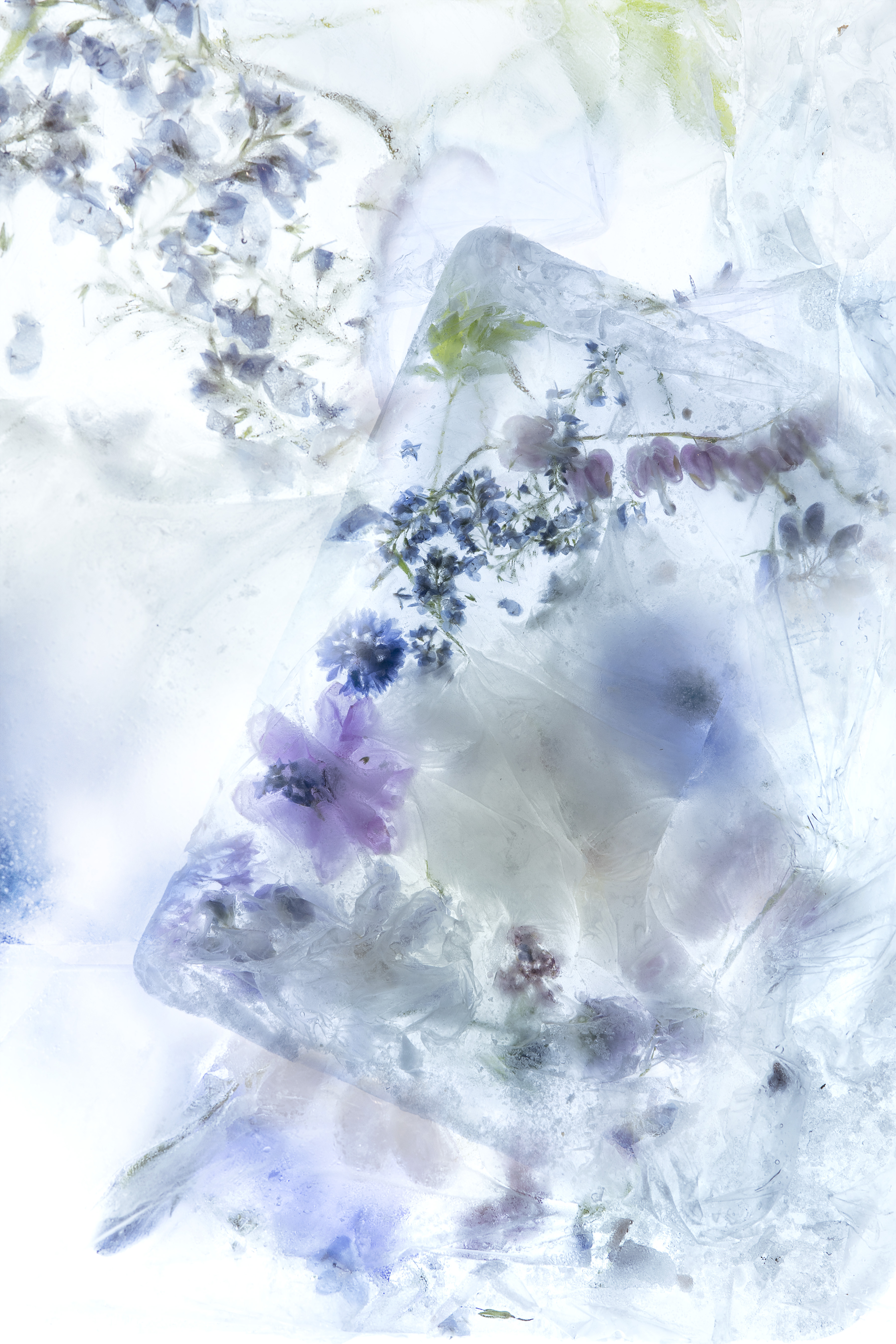 Freezer Garden #1