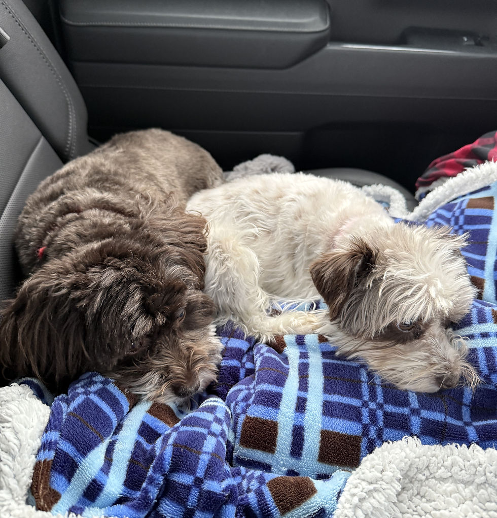 Photo of two mini-Schnauzer pups in the backseat of a car. The pup on the left next to the black leather seat is brown while the one to the brown dog's right is white with brown ears. They are laying on a blue plaid blanket.