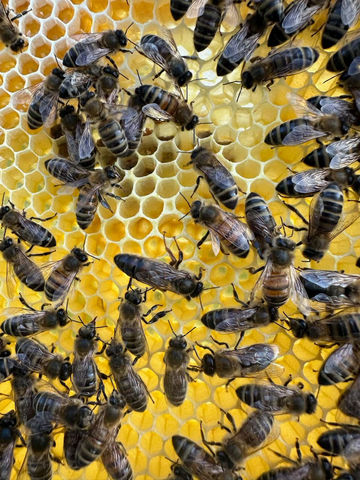 The Queen Bee