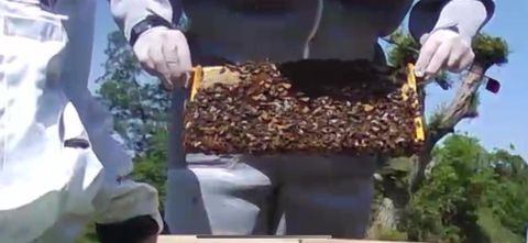 The HAPISE beekeeper looking at bees.