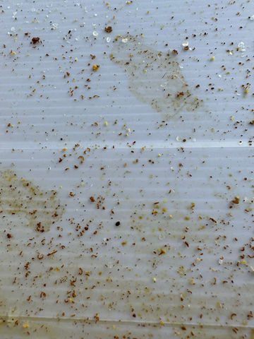 Mites in the beehive