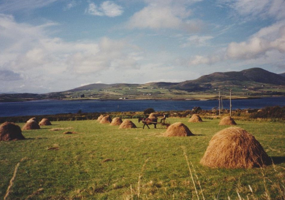making hay, worst year on record for rain - Donegal, I believe 09.85.jpeg
