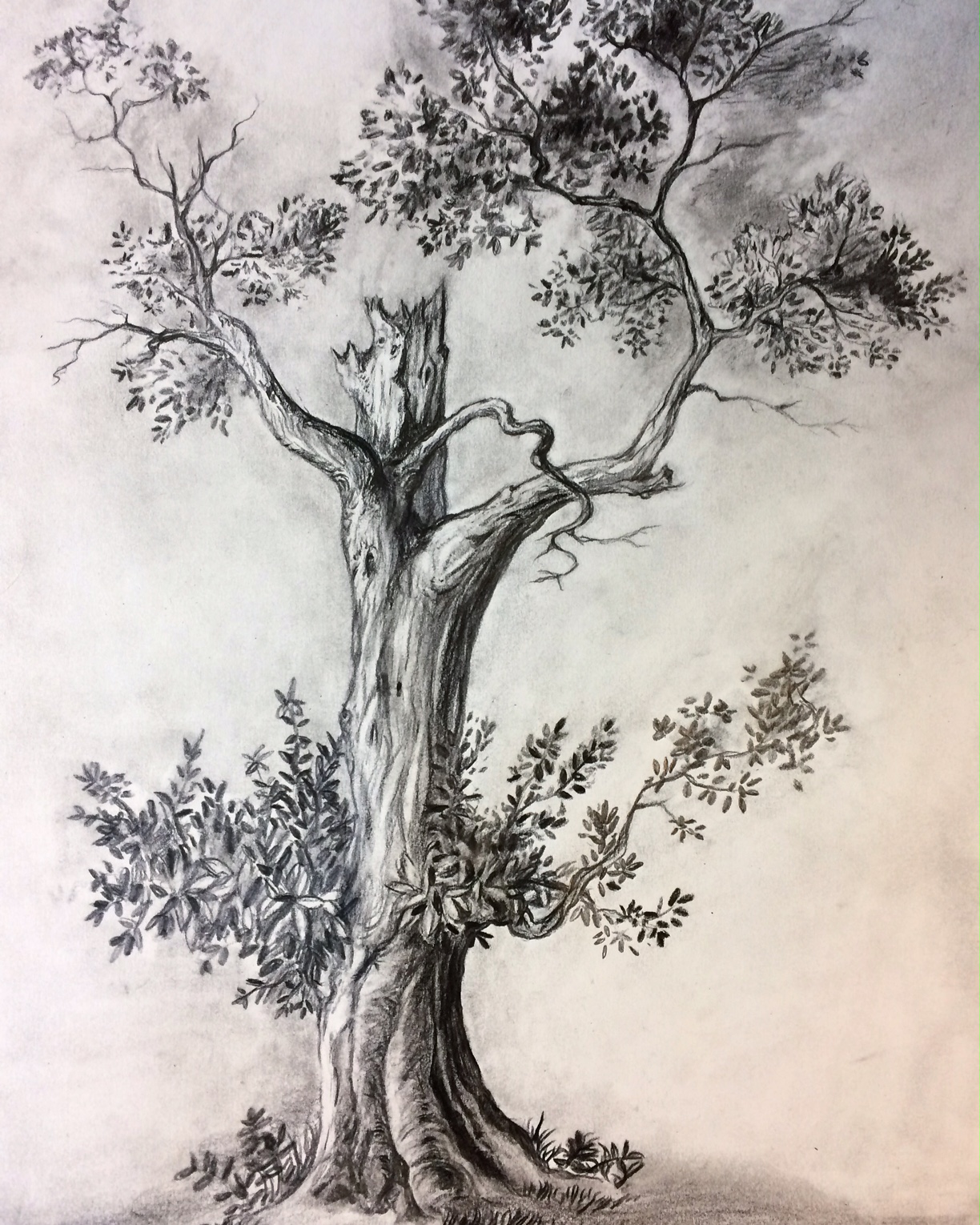 Tree study