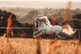 Horse Photography