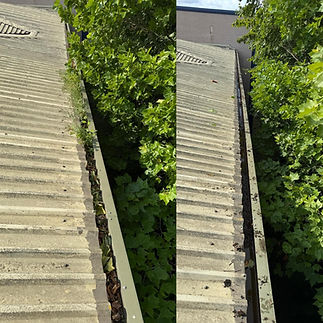 Concrete stairs split by lush green foliage, creating a symmetrical view