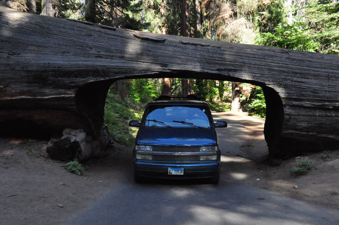 Jeszcze więcej sekwoi!