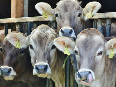 Οι περιβαλλοντικές επιπτώσεις της κτηνοτροφίας