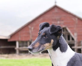 Katie van Oud-Kavelear (Gladhaar Foxterrier)