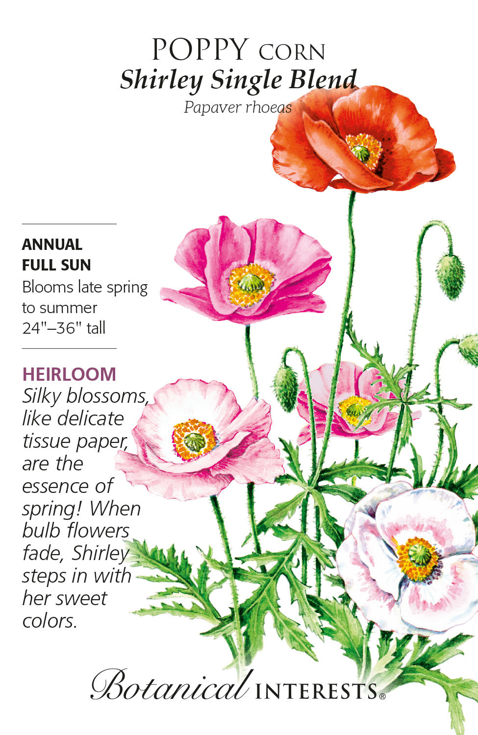 Poppy Corn Shirley Single Seeds