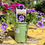 Thumbnail: Calibrachoa 4"pot Cabaret Sky Blue