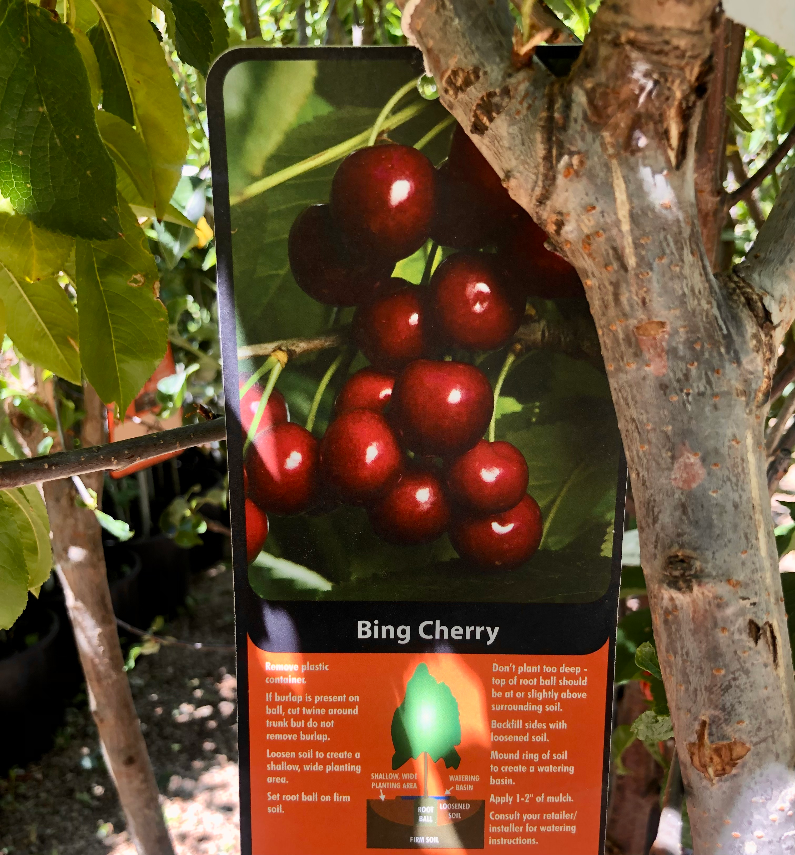 Cherry Bing Tree 7gal