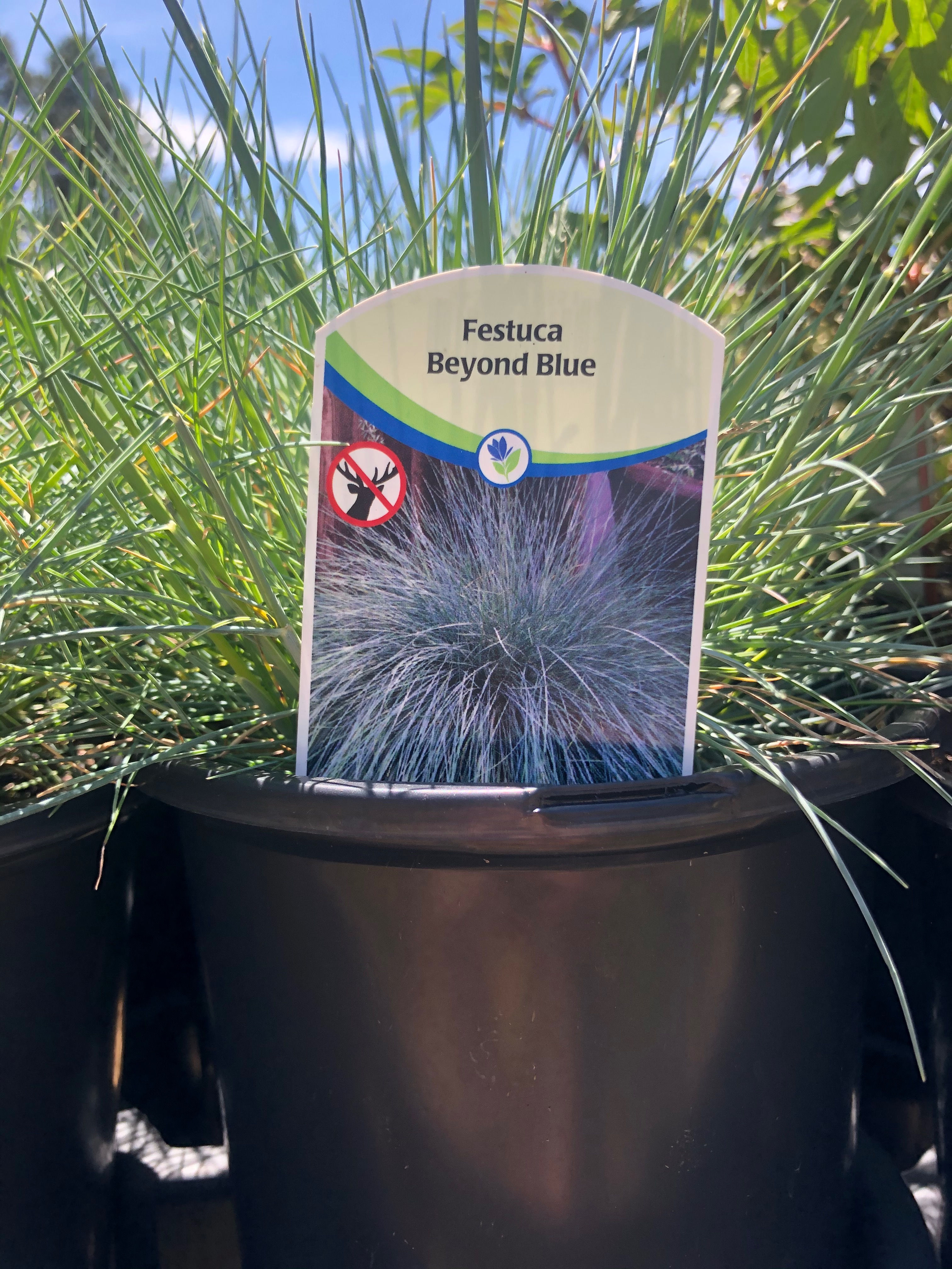 Festuca 1gal Beyond Blue