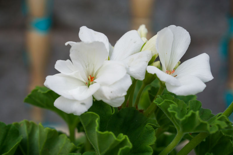 Geranium Zonal 1gal Dynamo White