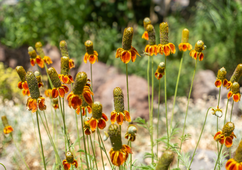 Flagstaff Tour Of Artful Gardens Viola’s Flower Garde