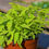 Thumbnail: Coleus 4"pot Flame Thrower Salsa Verde