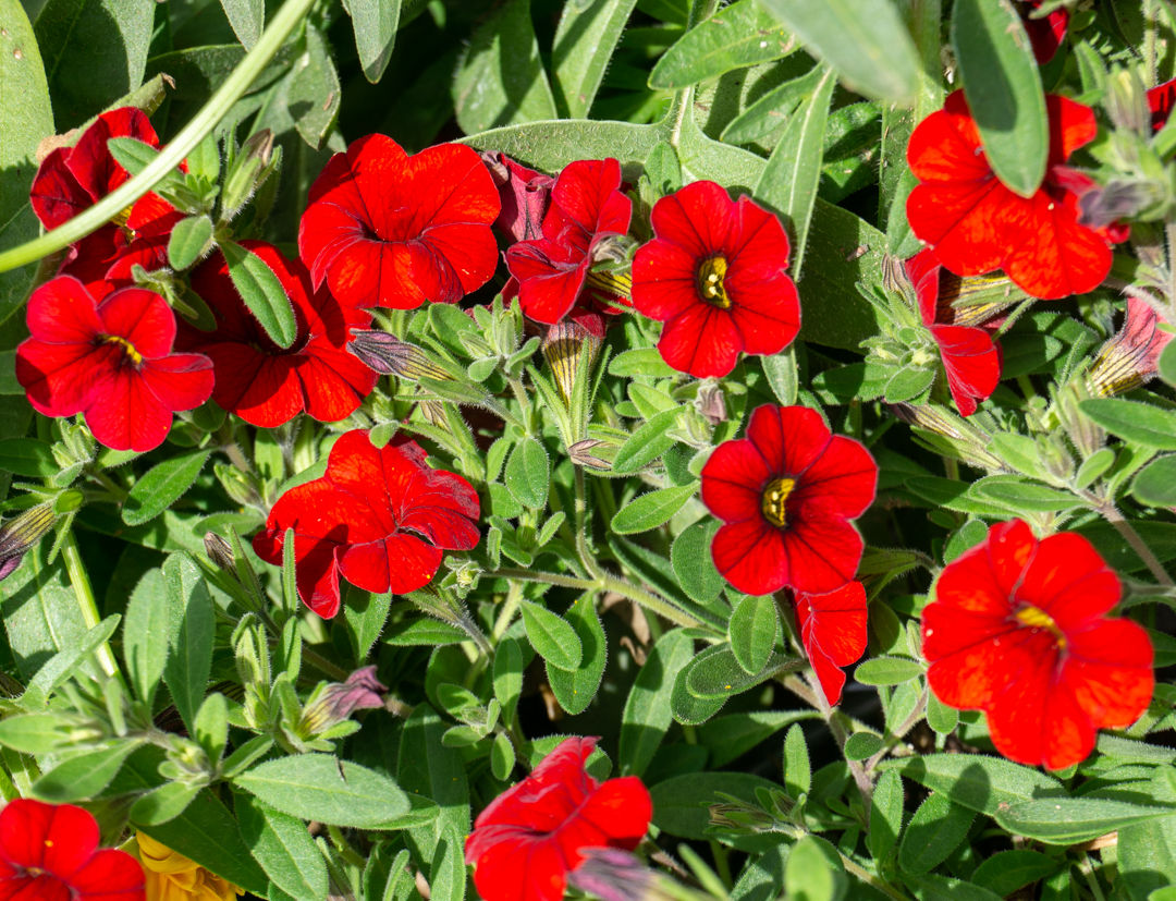 Calibrachoa Cabaret Bright Red