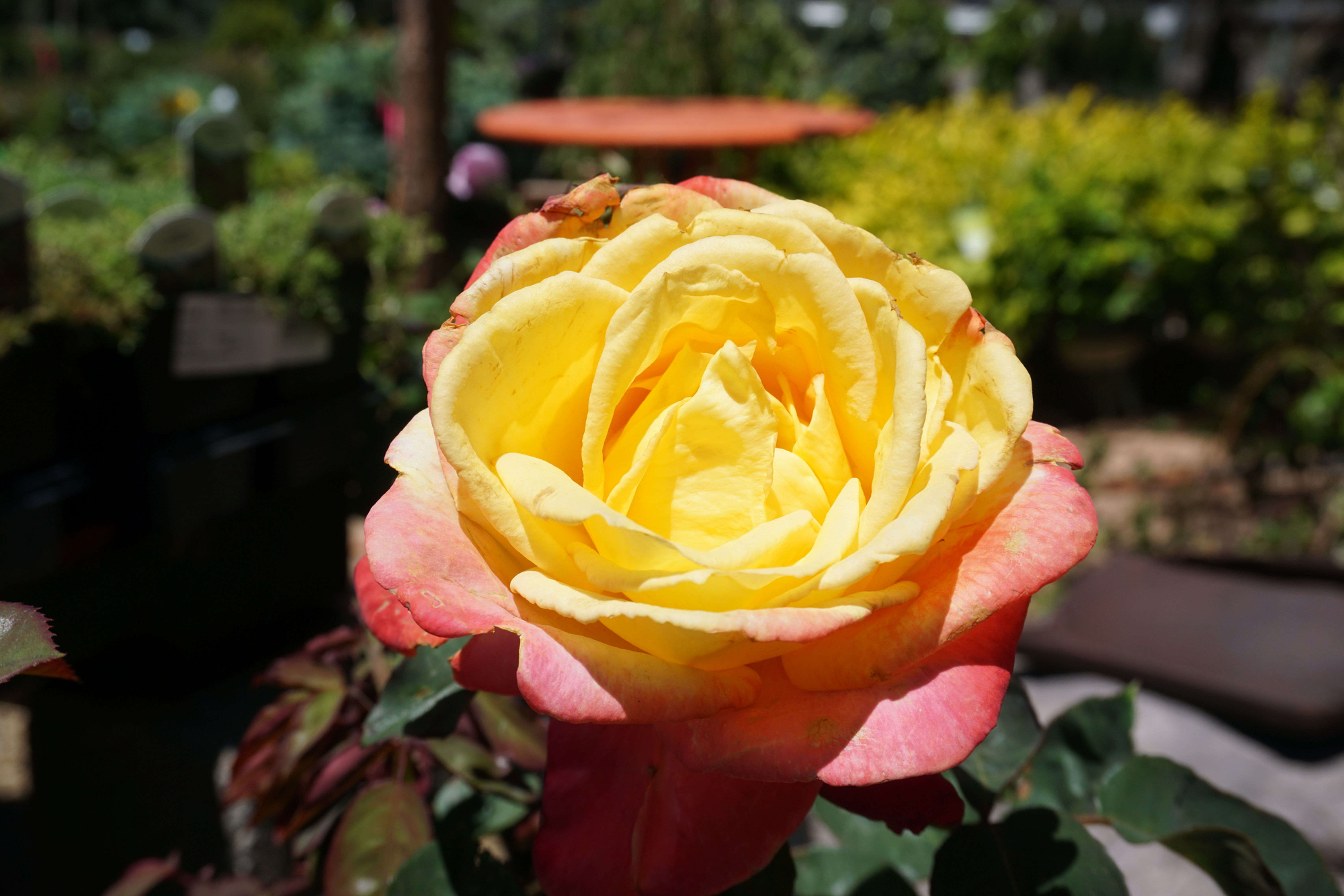 Rose 5gal Summer Nights